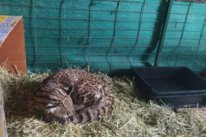 El gato mpntés está recuperándose, señalaron desde el Parque Nacional Nahuel Huapi