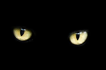 El gato negro, otro símbolo del Martes 13