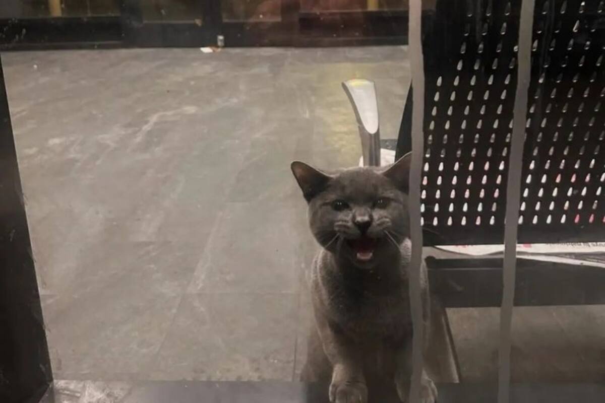 El gato pasó toda una noche encerrado en una estación de micros de larga distancia