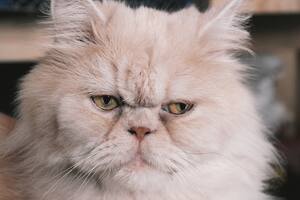 El gato persa ingresa en el selecto grupo de felinos que son difíciles para adoptar