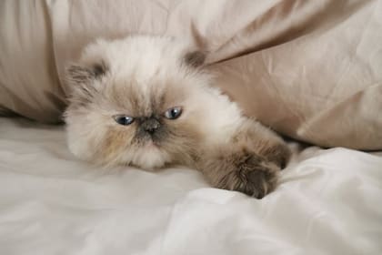 El gato persa también es considerado como perezoso (Foto Pexels)