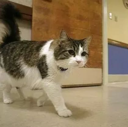 El gato predijo la muerte de 25 ancianos