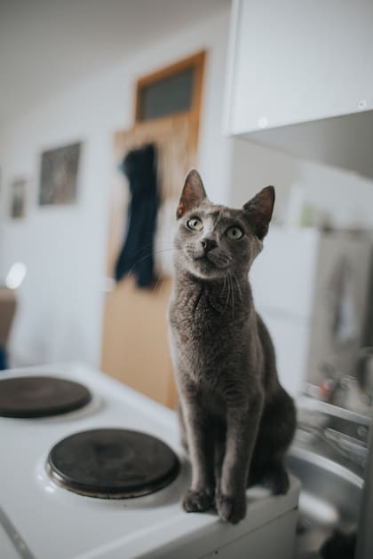 El gato puede buscar marcar territorio ante eventos disruptivos (Foto: Freepik)