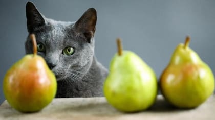 ¿El gato puede comer durazno?
