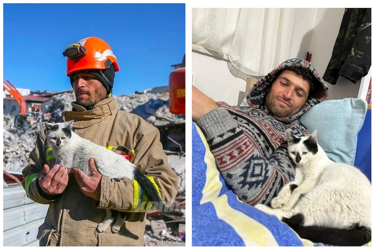 El gato que fue rescatado de los escombros en Turquía, ahora no quiere separarse de quién lo rescató - Imagen: Twitter