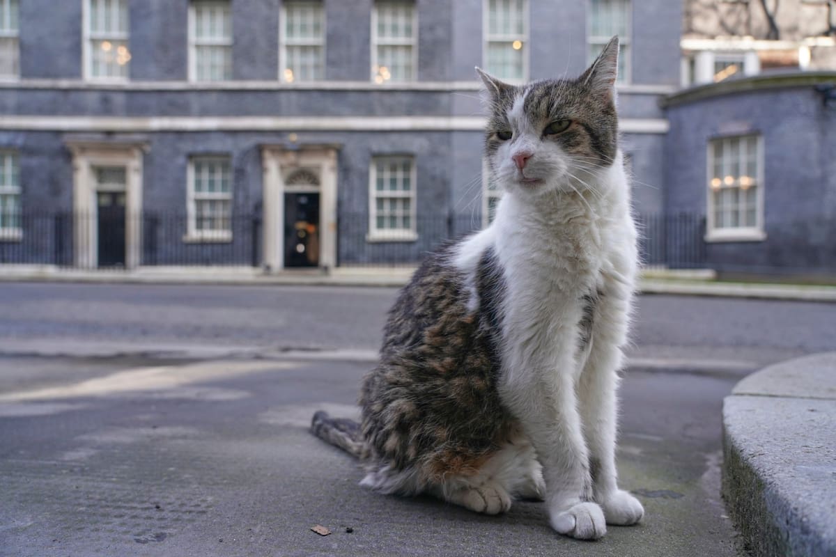 El gato que ya se adueñó de Downing Street