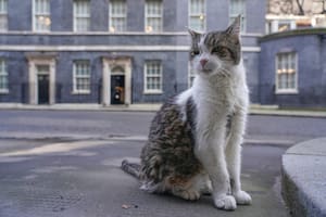 La increíble historia de Larry, el gato que estuvo junto a seis primeros ministros del Reino Unido