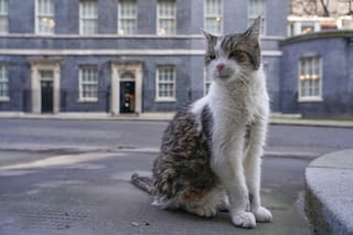 La increíble historia de Larry, el gato que estuvo junto a seis primeros ministros del Reino Unido
