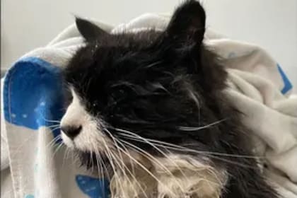 El gato quedó a la deriva en un trozo de hielo en el lago Nabnasset (Westford Animal Control)