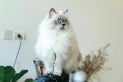 El gato ragdoll se destaca entre más de 70 razas por su personalidad entrañable