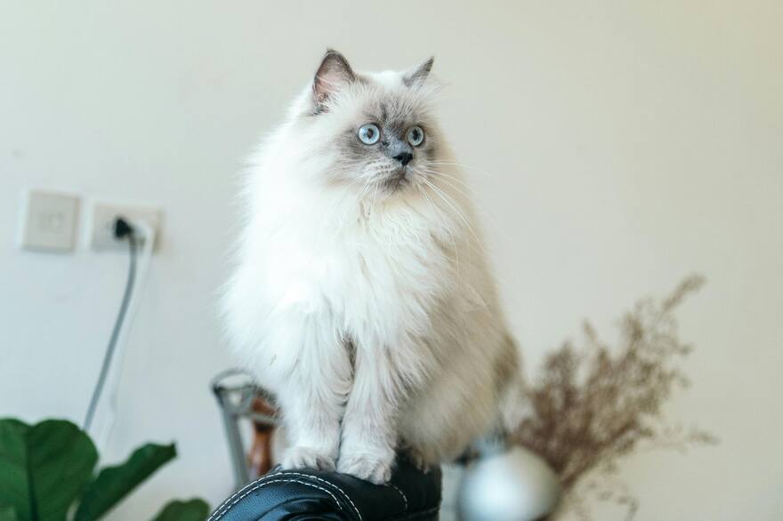 Gate Ragdoll Razones por las que el gato ragdoll podría ser la mascota ideal - LA NACION