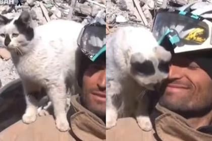 El gato rescatado entre los escombros en Turquía se niega a abandonar al hombre que lo salvó (Foto: Twitter. @Gerashchenko_en)