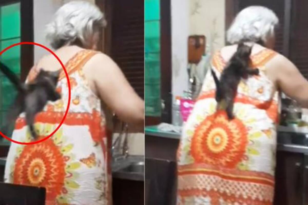 El gato salta hacia su dueña mientras ella no le hace caso