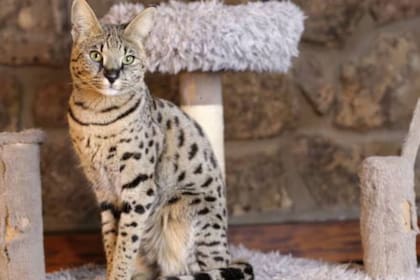 El gato Savannah es una de las razas felinas más grandes que existen