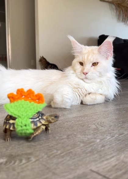 El gato se lleva bien con los otros animales de la casa
