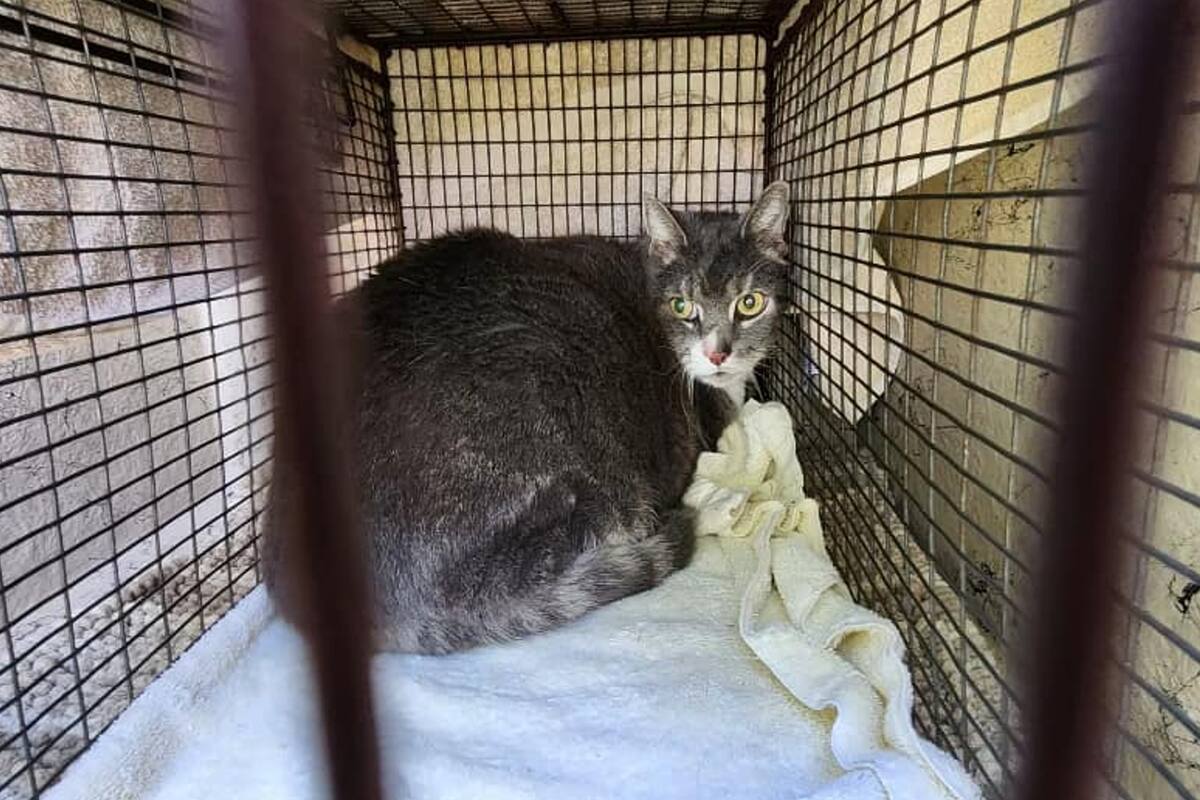 El gato se negaba a salir del yate, a pesar de que ya habían retirado los restos de su dueño