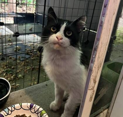 El gato se quedó afuera de su casa sin miedo (Foto: The Dodo)