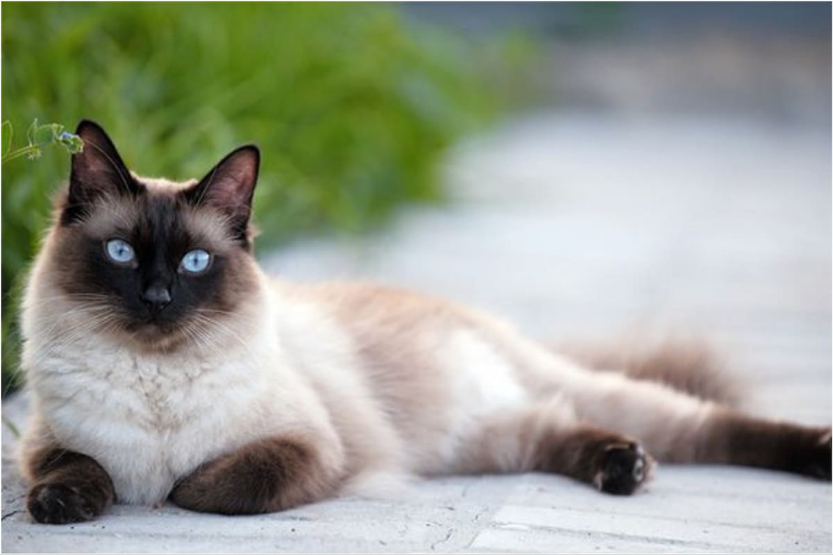 El gato siamés es una de las razas más longevas