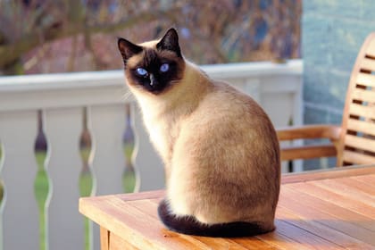 El gato siamés está entre las razas con mayor cantidad de niveles de Fel d 1