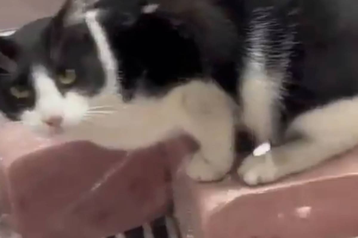 El gato sobre el fiambre, en una heladera de un local de Punta Mogotes, Mar del Plata