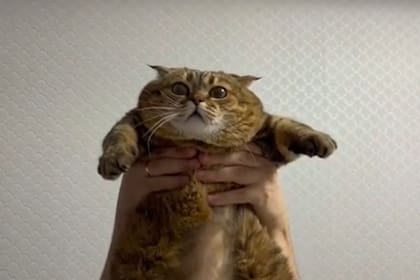 El gato superó las 24 millones de reproducciones por su imitación de la película