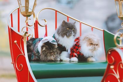 El gato Yule es de las criaturas más aterradoras de Islandia