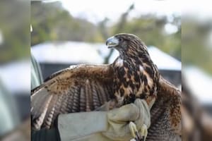 Fue capturado por una trampa de pegamento, recibió un injerto de plumas nuevas y pudo reinsertarse en la naturaleza