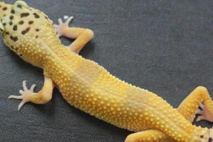 El gecko leopardo puede regenerar por completo su cola en 30 días