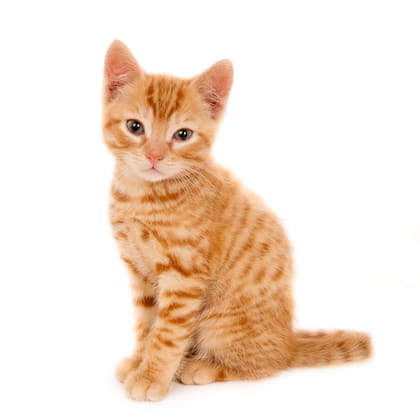 El gen responsable del color naranja de los gatos es el ARHGAP36