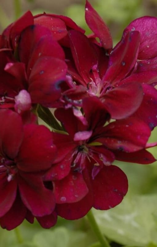 El geranio es una de las plantas que purifican el aire, porque retiene significativos porcentajes de zinc y plomo.