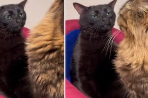 El gesto de indiferencia de la gata japonesa se convirtió en un fenómeno viral en todo el mundo