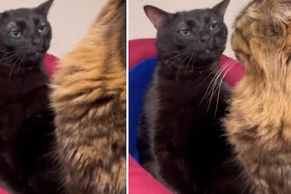 El gesto de indiferencia de la gata japonesa se convirtió en un fenómeno viral en todo el mundo