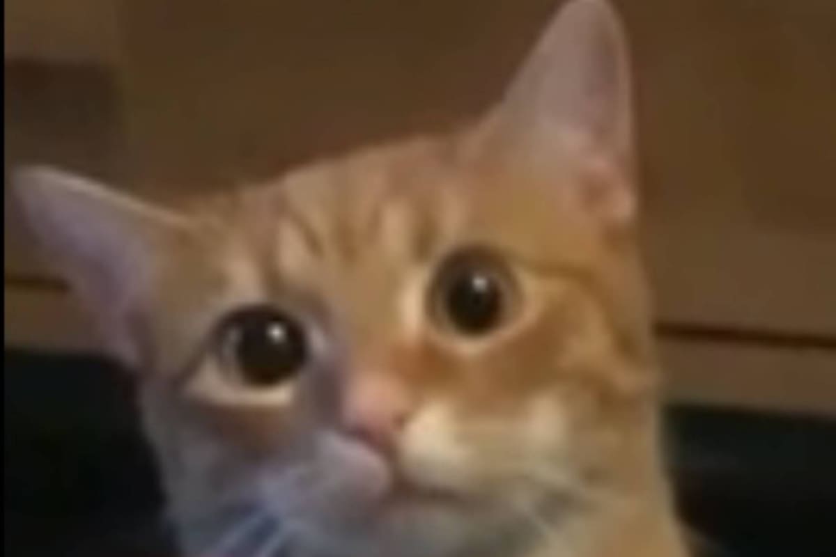 El gesto de un gato celoso se tornó viral en las redes sociales.