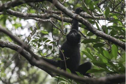 Hong Kong: cómo una soga entre dos árboles puede ser la salvación para 30  monos - LA NACION