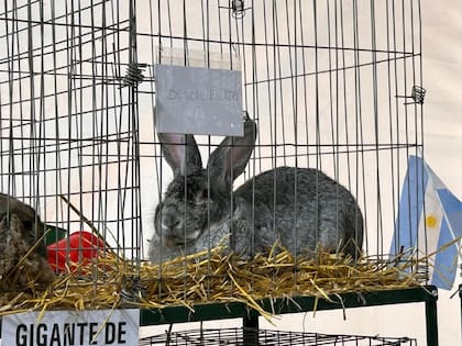 El Gigante de Flandes gris chinchilla quedó fuera de la competencia por un detalle en el color de sus uñas