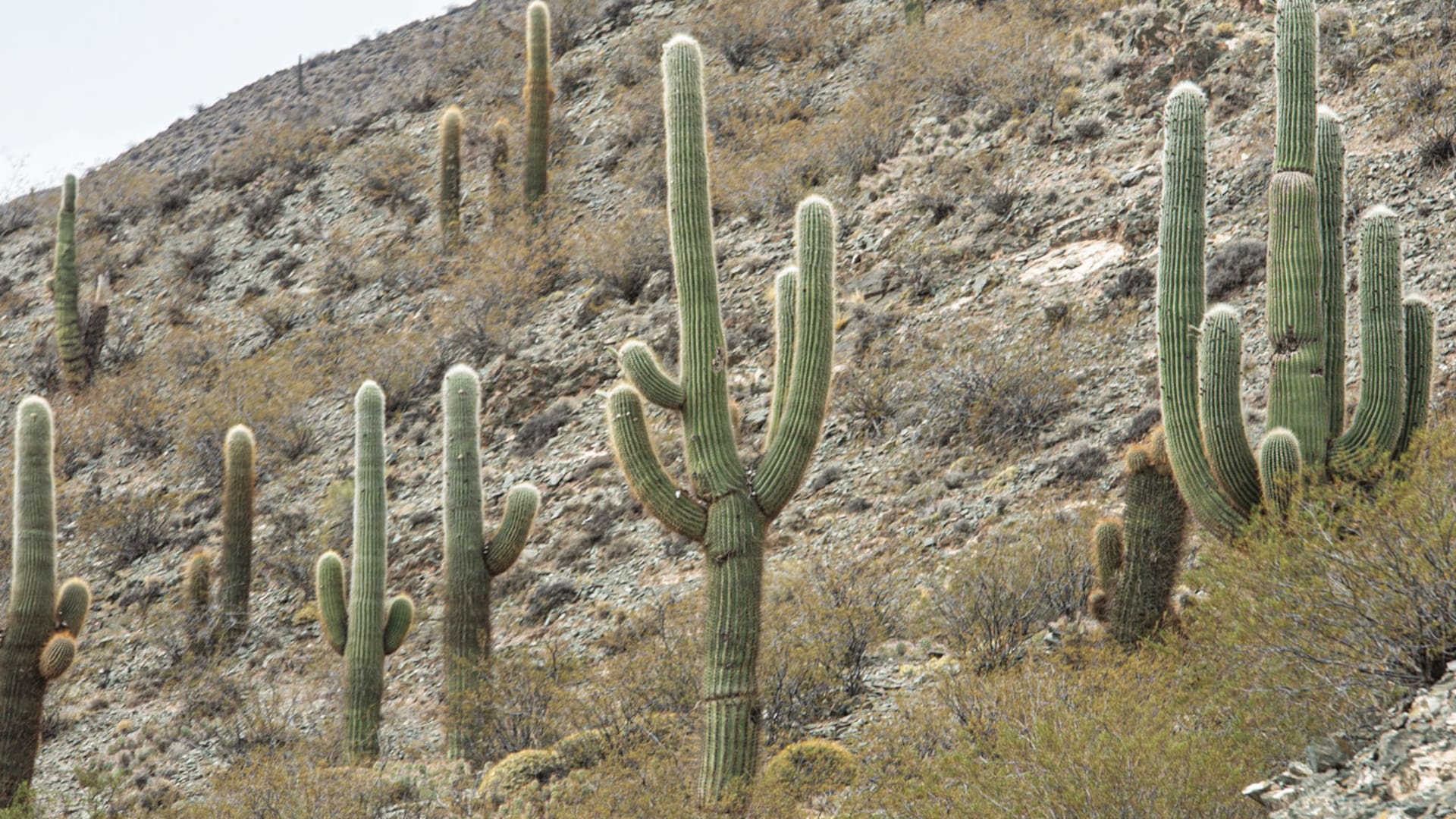 Inmenso y escultural, Trichocereus pasacana, conocido como Cardón, llega a medir 15 metros de alto.