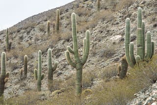 Diminutos o gigantes: los cactus más grandes y más pequeños de la Argentina