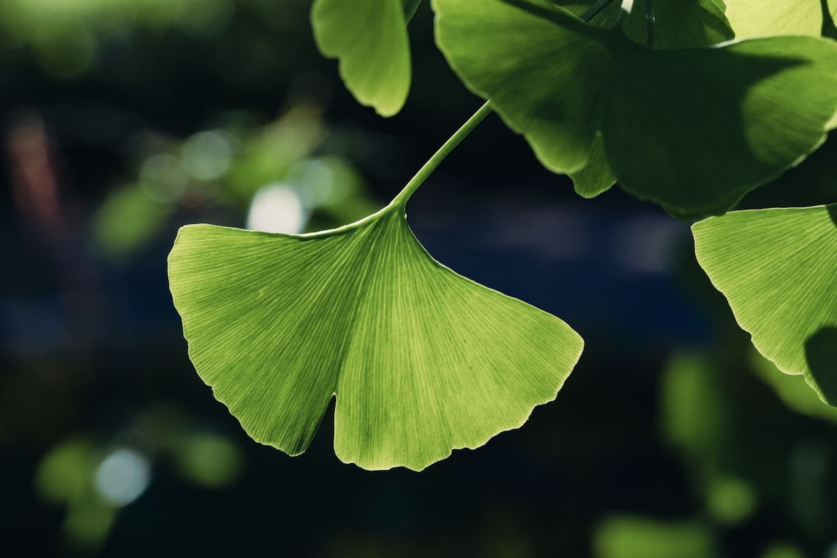 El ginkgo biloba tiene grandes beneficios para el organismo