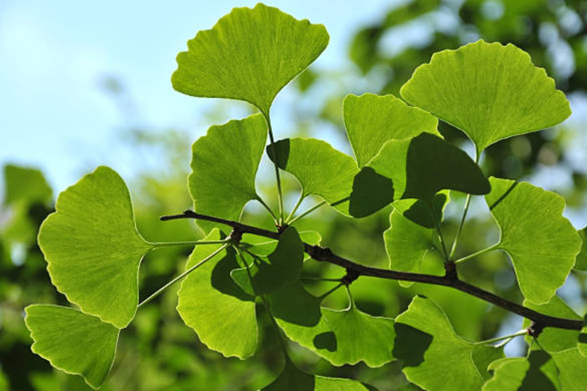 El ginkgo es una hierba que se utiliza para combatir la demencia (Foto Pexels)