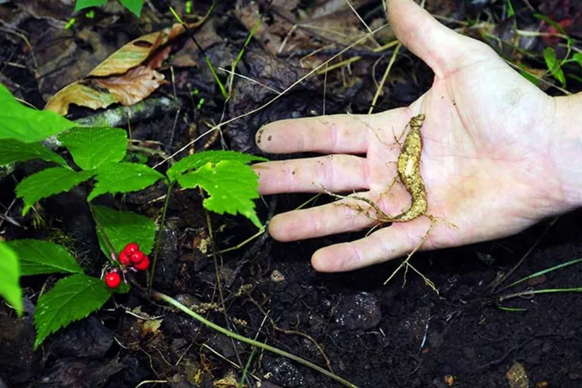 El ginseng americano silvestre está catalogado como una planta amenazada según la Ley de Especies de Plantas e Insectos en Peligro de Extinción de Virginia