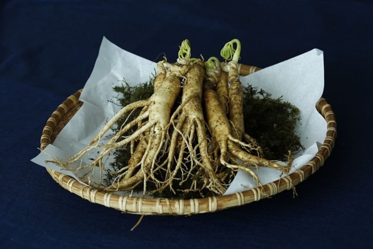 El ginseng puede convertirse en tu aliado del día a día