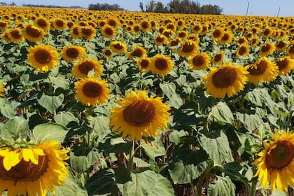 El girasol, en crecimiento