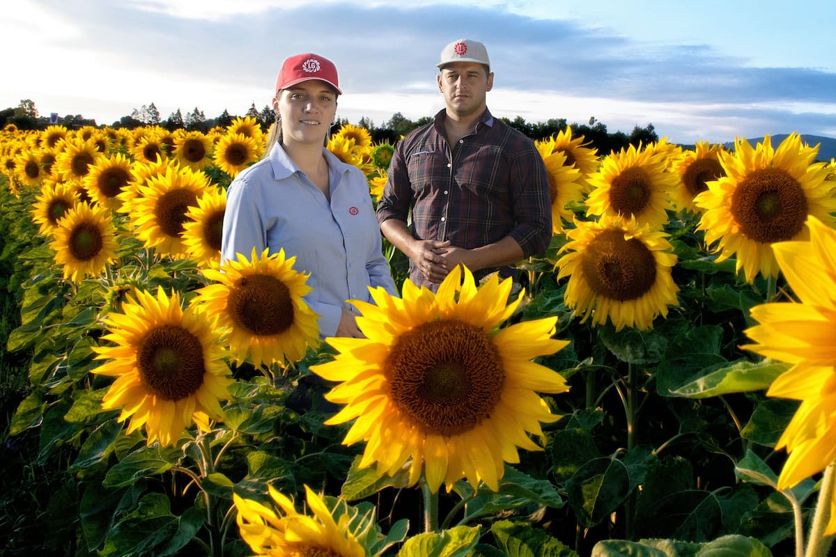 El girasol es uno de los cultivos que mayor crecimiento ha presentado en la presente campaña en nuestro país, con un fuerte aumento tanto en área sembrada, como en la producción esperada para este año.