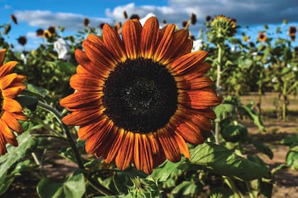 El girasol gigante (Helianthus annuus ‘Mammoth’) produce flores que pueden medir hasta 30 cm de diámetro