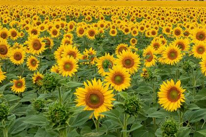 El girasol paga un 7% de retenciones