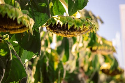 El girasol suma tecnología