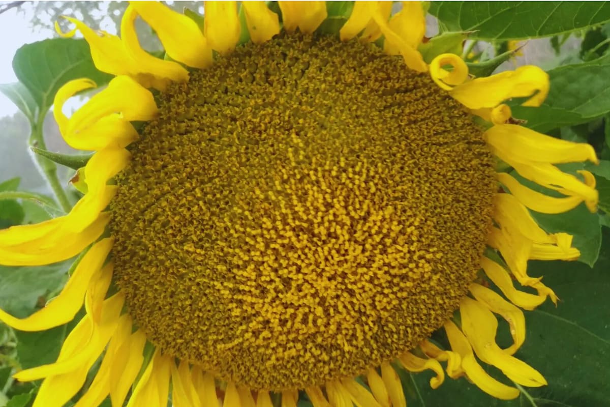 El girasol tuvo un desarrollo que mejora su productividad