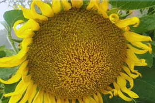 Crearon el primer modelo de inteligencia artificial para monitorear el girasol