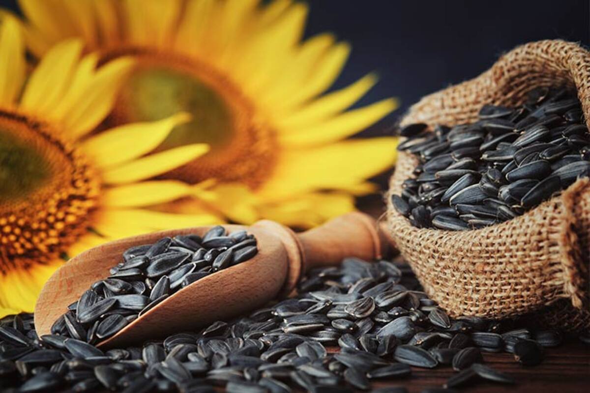 El girasol vive un crecimiento de área y de exportaciones por su aceite