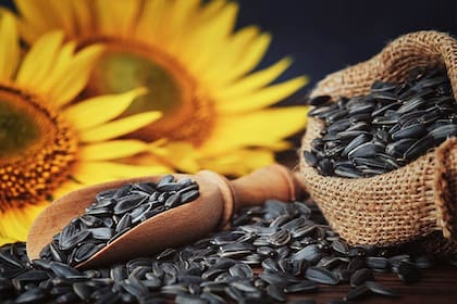 El girasol vive un crecimiento de área y de exportaciones por su aceite